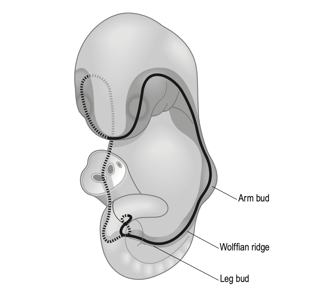 Embryology 2.0 through the lens of Body-Mind Centering®
