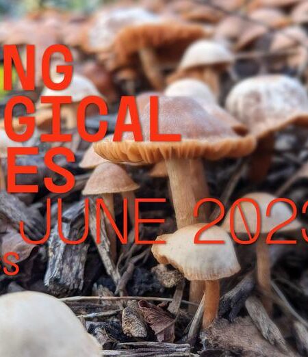 Ecosomatic practices for living and dying on a damaged earth: Floating University, Berlin June 22