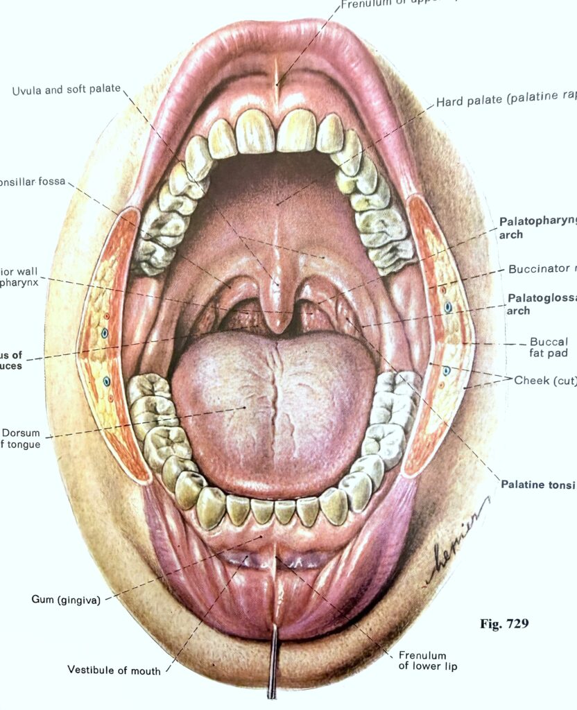 Embodied Voice: the dynamics of breathing and vocalization online 8 class series beginning Nov 5